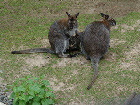Смотреть фото Рыже-серый валлаби Фото Рыже-серый валлаби