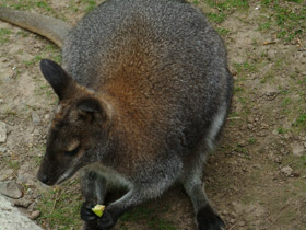 Смотреть фото Рыже-серый валлаби Фото Рыже-серый валлаби
