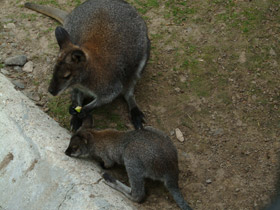 Смотреть фото Рыже-серый валлаби Фото Рыже-серый валлаби
