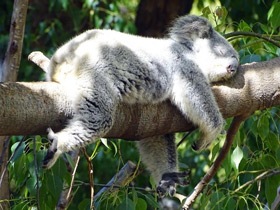 Коала
