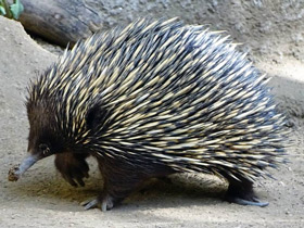 Смотреть фото Австралийская ехидна Фото Австралийская ехидна