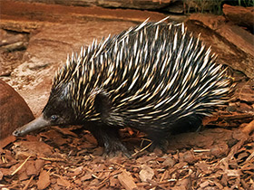 Смотреть фото Австралийская ехидна Фото Австралийская ехидна