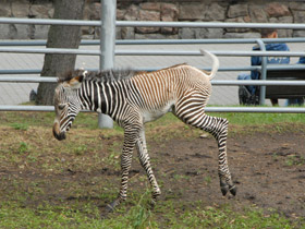 Смотреть фото Зебра Греви Фото Зебра Греви