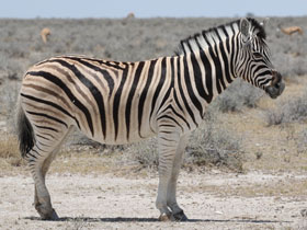 Смотреть фото Квагга Фото Квагга