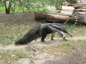 Смотреть фото Гигантский муравьед Фото Гигантский муравьед