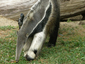 Смотреть фото Гигантский муравьед Фото Гигантский муравьед