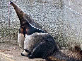 Смотреть фото Гигантский муравьед Фото Гигантский муравьед