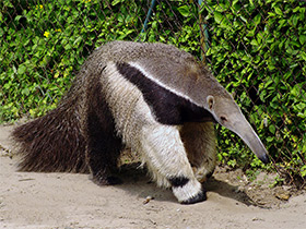 Смотреть фото Гигантский муравьед Фото Гигантский муравьед
