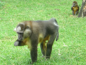 Смотреть фото Золотистый мангабей Фото Золотистый мангабей