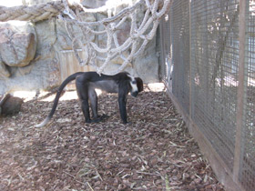 Смотреть фото Красноголовый мангобей Фото Красноголовый мангобей