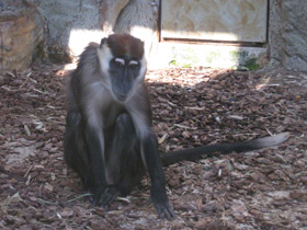 Смотреть фото Красноголовый мангобей Фото Красноголовый мангобей