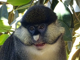 Краснохвостая мартышка Краснохвостая мартышка