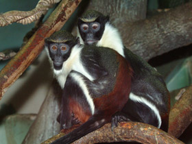 Смотреть фото Мартышка-диана Фото Мартышка-диана