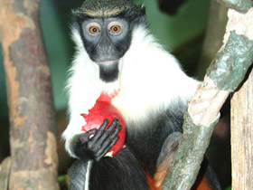 Смотреть фото Мартышка-диана Фото Мартышка-диана