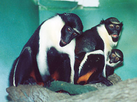 Смотреть фото Мартышка-диана Фото Мартышка-диана