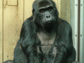 Смотреть фото Восточная равнинная горилла Фото Восточная равнинная горилла