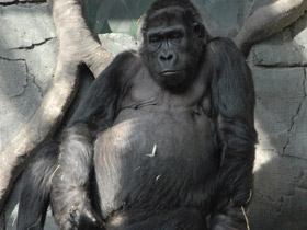 Смотреть фото Западная равнинная горилла Фото Западная равнинная горилла