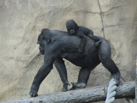 Смотреть фото Западная равнинная горилла Фото Западная равнинная горилла