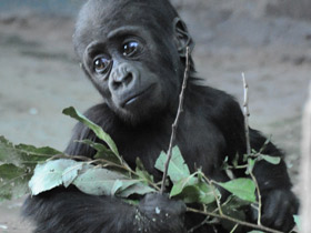 Смотреть фото Западная равнинная горилла Фото Западная равнинная горилла