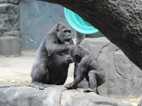 Смотреть фото Западная равнинная горилла Фото Западная равнинная горилла