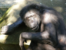 Шимпанзе Шимпанзе