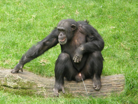 Смотреть фото Шимпанзе Фото Шимпанзе