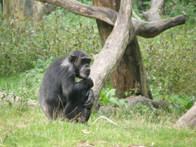 Смотреть фото Шимпанзе Фото Шимпанзе
