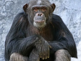 Смотреть фото Шимпанзе Фото Шимпанзе