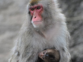 Смотреть фото Японский макак Фото Японский макак