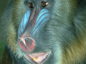 Смотреть фото Мандрил Фото Мандрил