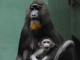 Смотреть фото Мандрил Фото Мандрил