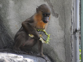 Смотреть фото Мандрил Фото Мандрил