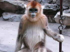 Смотреть фото Рокселланов ринопитек Фото Рокселланов ринопитек