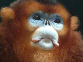 Смотреть фото Рокселланов ринопитек Фото Рокселланов ринопитек