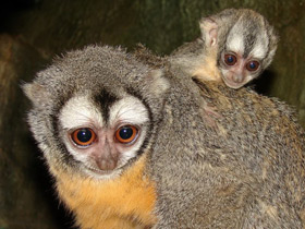 Смотреть фото Боливийская мирикина Фото Боливийская мирикина