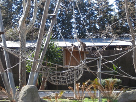 Смотреть фото Колумбийская коата Фото Колумбийская коата