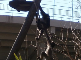 Смотреть фото Колумбийская коата Фото Колумбийская коата