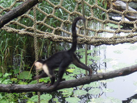 Смотреть фото Белоплечий капуцин Фото Белоплечий капуцин