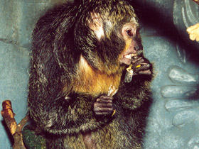 Смотреть фото Бледнолиций саки Фото Бледнолиций саки