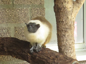 Смотреть фото Двуцветный тамарин Фото Двуцветный тамарин