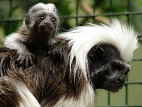 Смотреть фото Эдипов тамарин Фото Эдипов тамарин
