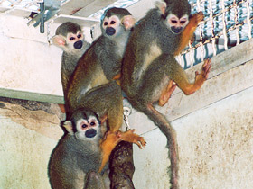 Смотреть фото Беличий саймири Фото Беличий саймири