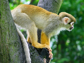 Беличий саймири Беличий саймири