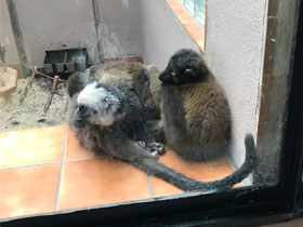 Смотреть фото Бурый лемур Фото Бурый лемур