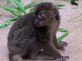 Смотреть фото Большой бамбуковый лемур Фото Большой бамбуковый лемур