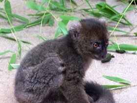 Смотреть фото Большой бамбуковый лемур Фото Большой бамбуковый лемур
