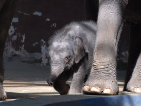 Смотреть фото Индийский слон Фото Индийский слон