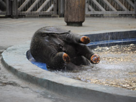 Смотреть фото Индийский слон Фото Индийский слон