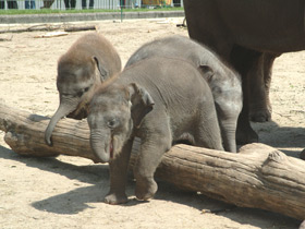 Смотреть фото Индийский слон Фото Индийский слон