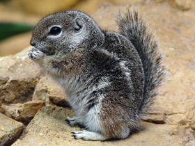 Антилоповый суслик Антилоповый суслик